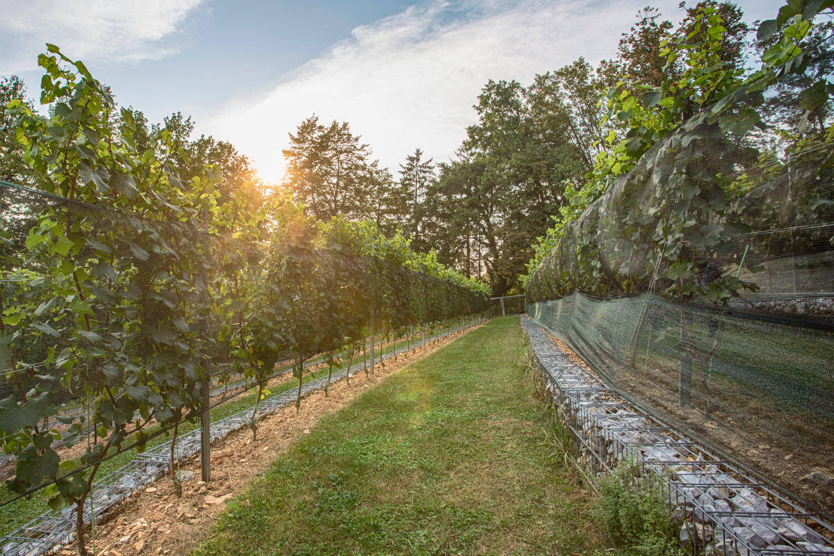 Grajski vinograd Dopoldne odprtih vrat. Foto: Miha Mally