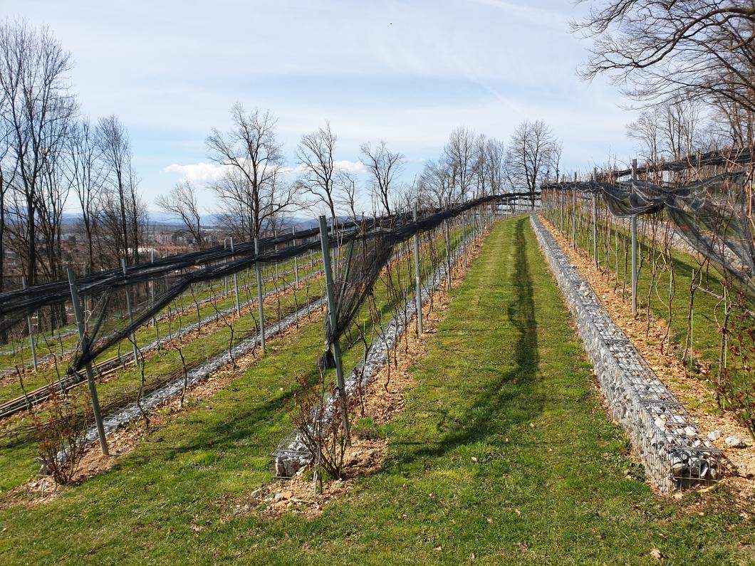 Grajski vinograd spomladi, po rezu. Foto: Miha Mally