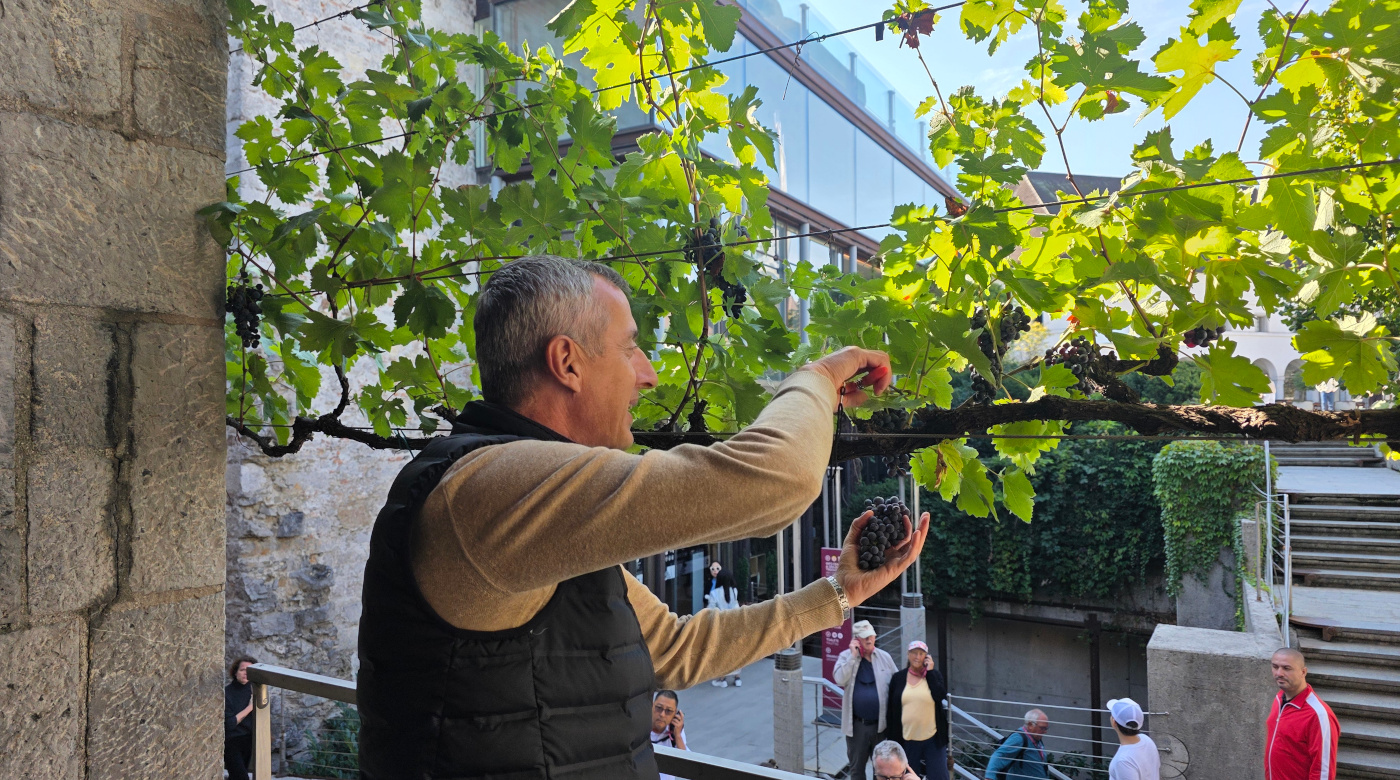 Trgatev grajske žametovke. Foto: arhiv Ljubljanski Grad