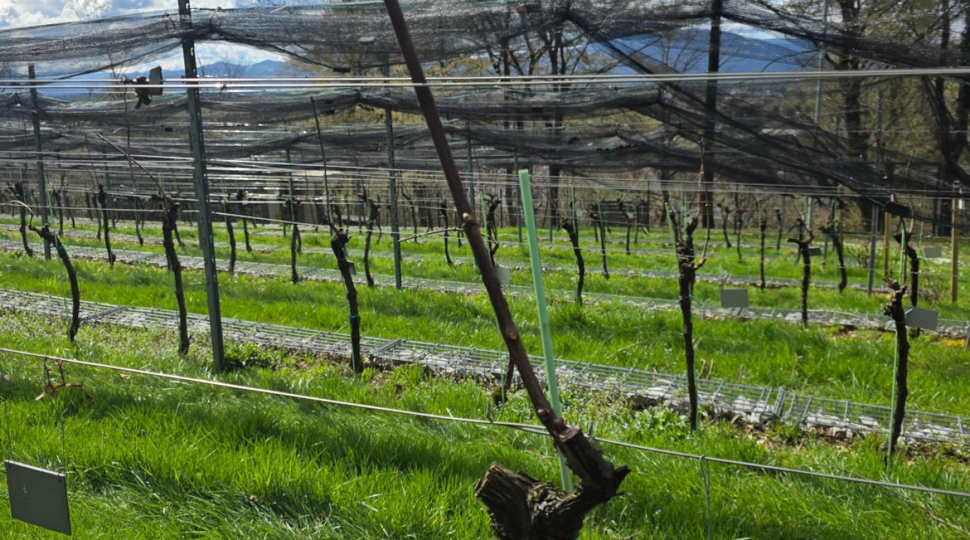Grajski vinograd ob zimski rezi. Foto: arhiv LG