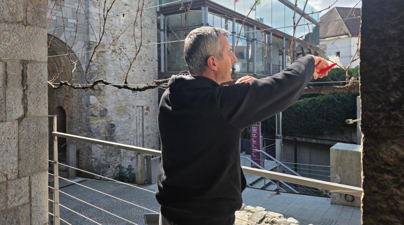 Zimska rez Grajske žametovke z dr. Francijem Čušem. Foto: arhiv LG