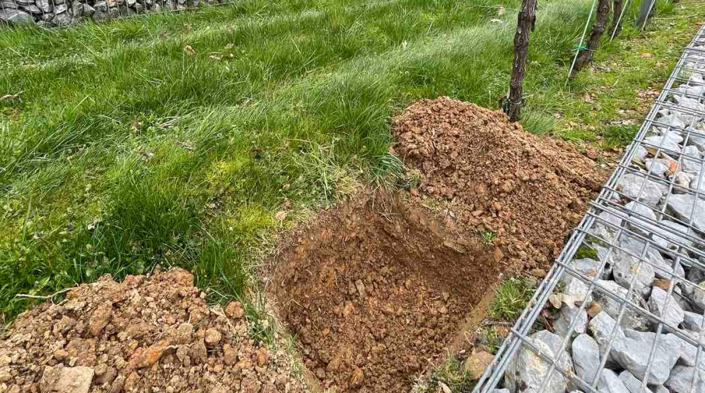 Podsajanje nove trte v Grajskem vinogradu. Foto: arhiv LG