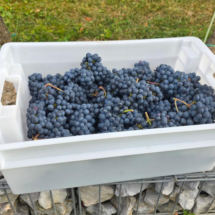 Trgatev v Grajskem vinogradu. Foto: arhiv LG
