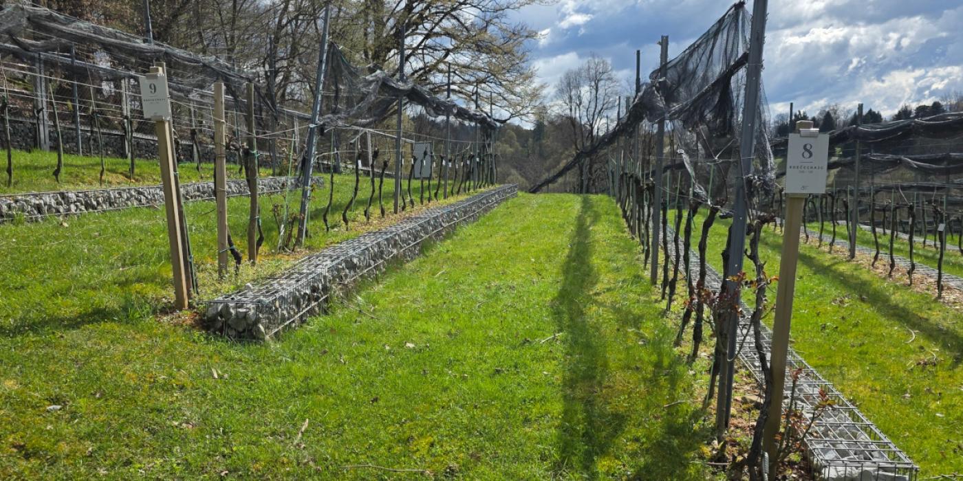 Grajski vinograd ob zimski rezi. Foto: arhiv LG